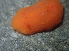 Aldisa sanguinea