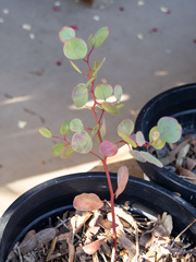 Eucalyptus baueriana thalassina