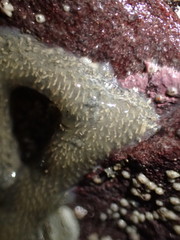 Archidistoma
