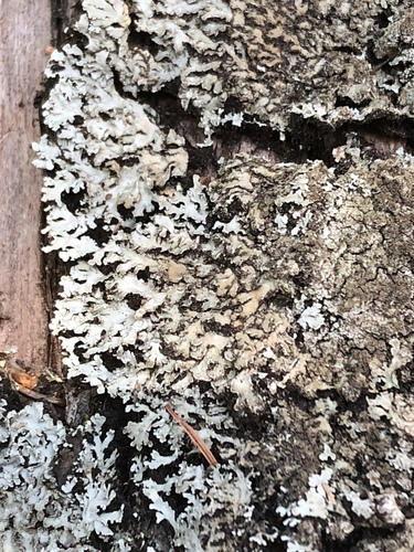 Physconia grumosa image