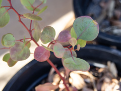 Eucalyptus baueriana thalassina