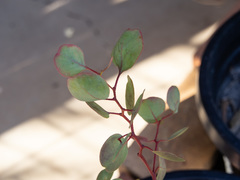 Eucalyptus baueriana thalassina