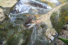 Leptodactylus albilabris