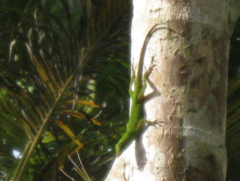 Anolis evermanni