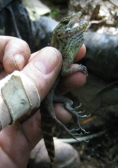 Anolis gundlachi