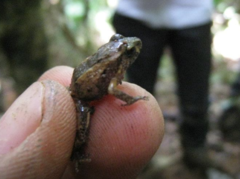 Eleutherodactylus wightmanae