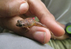 Eleutherodactylus wightmanae