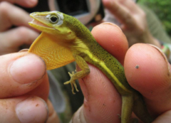 Anolis krugi