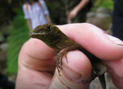 Anolis evermanni
