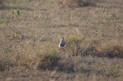 Senegal Lapwing