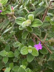 Monochaetum bonplandii, photograph (c) Nicolás Baresch Uribe, some rights reserved (CC BY)