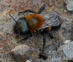 Osmia longula