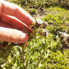 Perezia multiflora multiflora