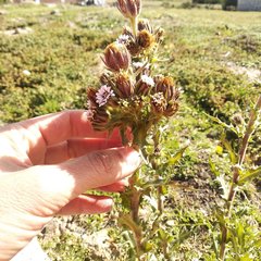 Perezia multiflora multiflora