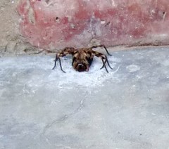 Palystes superciliosus