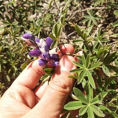 Lupinus mutabilis