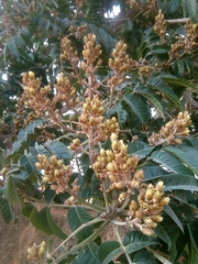 Canarium schweinfurthii