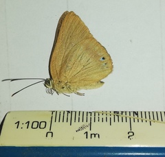 Papilionoidea