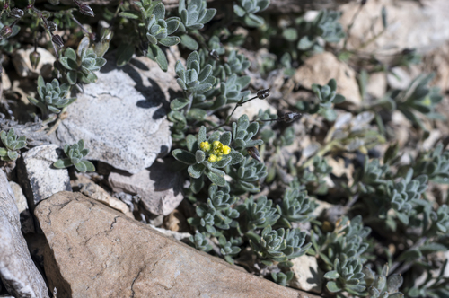 Tushar Mountain draba (Draba ramulosa)