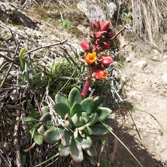 Echeveria quitensis