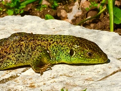 Lacerta trilineata
