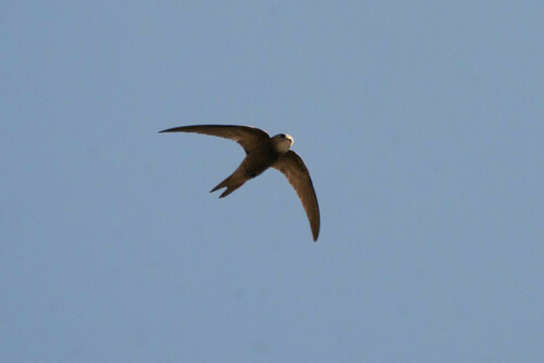 Vencejo pálido (Apus pallidus)