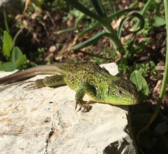 Lacerta trilineata