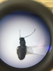 Euciodes suturalis