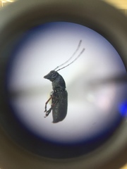 Euciodes suturalis