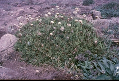 Armeria berlengensis