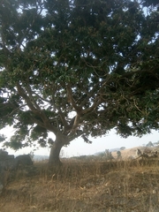 Canarium schweinfurthii