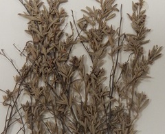 Crocanthemum glomeratum