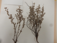 Crocanthemum glomeratum