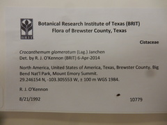 Crocanthemum glomeratum