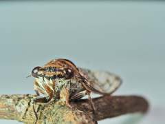 Platypleura canescens