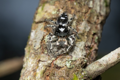 Phidippus richmani
