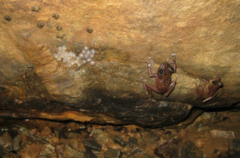 Eleutherodactylus cooki