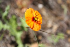 Papaver heterophyllum