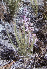 Ledebouria revoluta