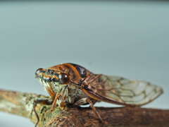 Platypleura canescens