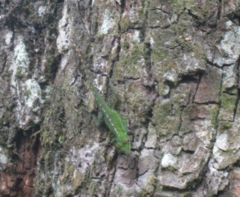 Anolis evermanni