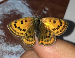 Lycaena ottomanus
