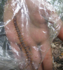 Scolopendra alternans