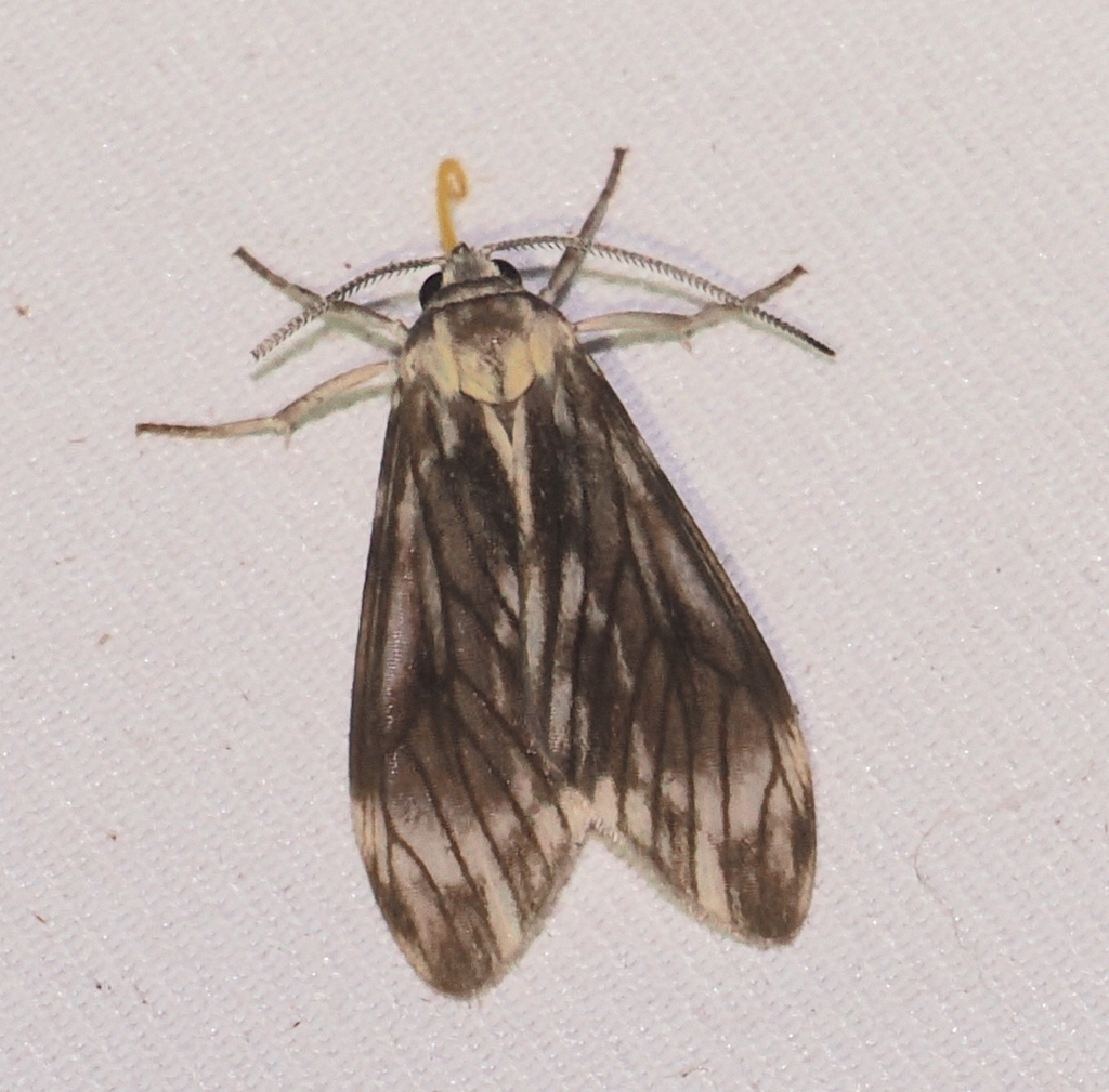 Micragrella aetolica