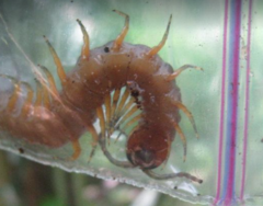Scolopendra alternans