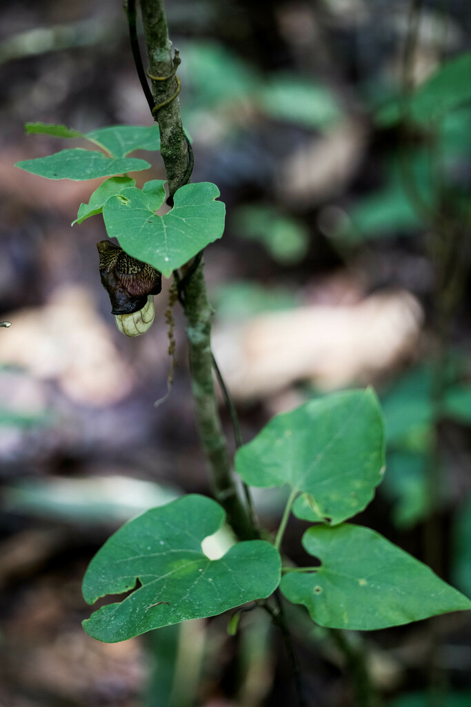 Aristolochia dabieshanensis