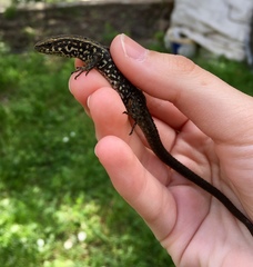 Algyroides moreoticus