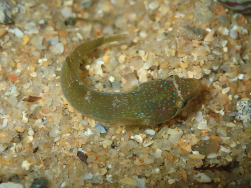 Apletodon dentatus