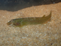 Apletodon dentatus