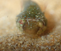 Apletodon dentatus